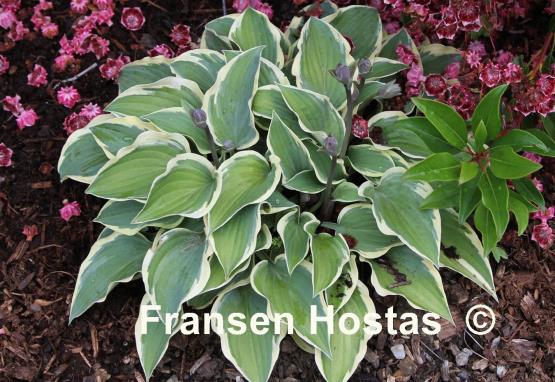 Hosta Pacific Sunset